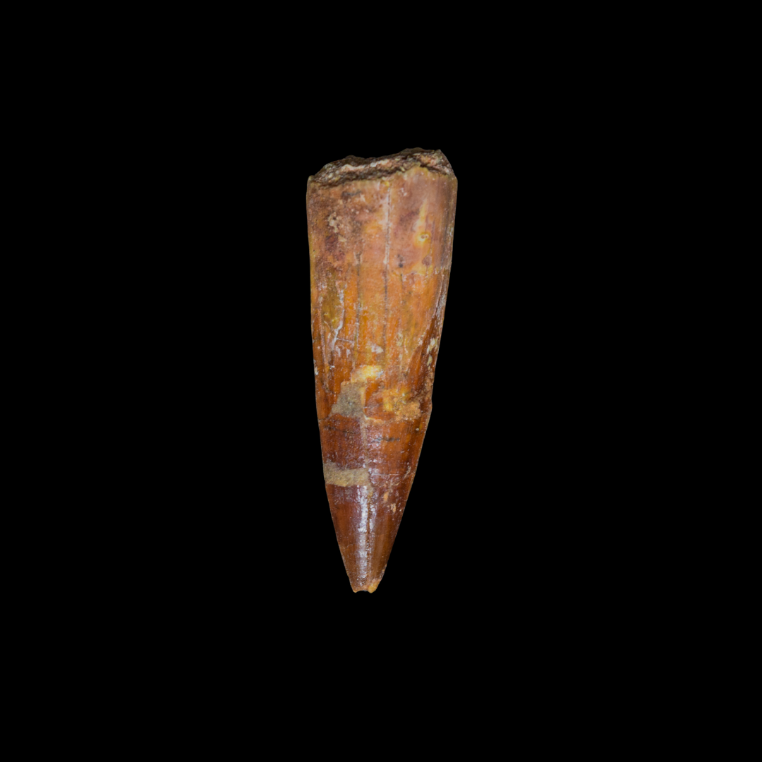 Diente de Spinosaurus 16