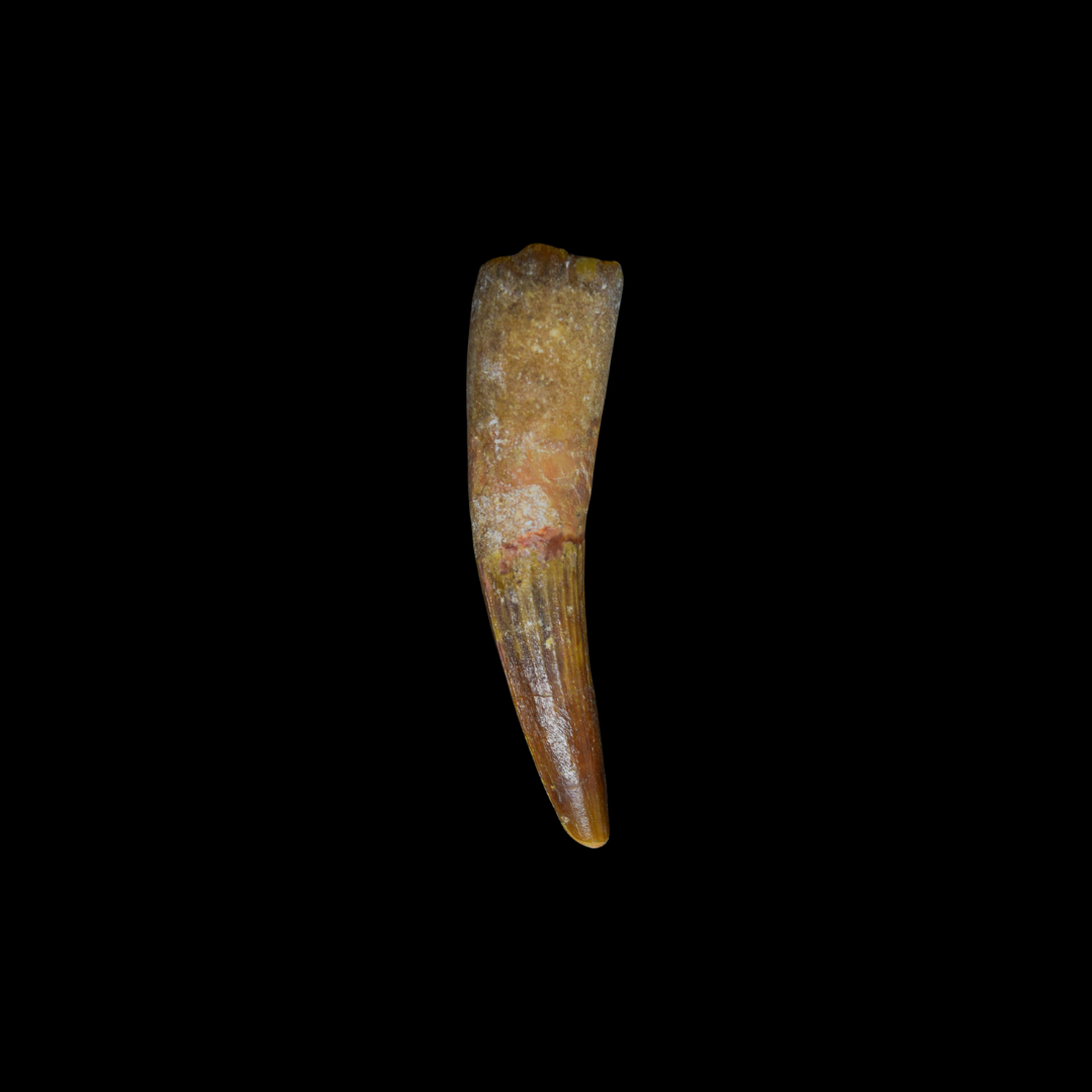 Diente de Spinosaurus 34