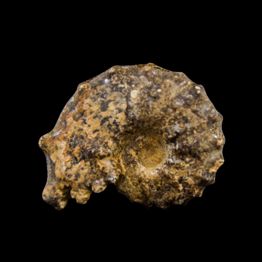 Ammonite Mammites Chico