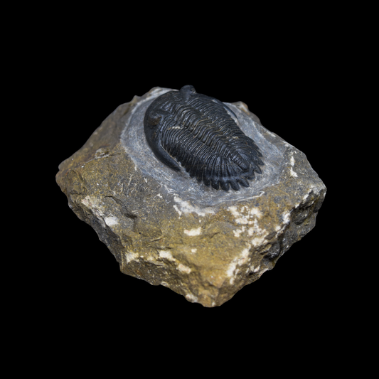 Trilobite Hollardops