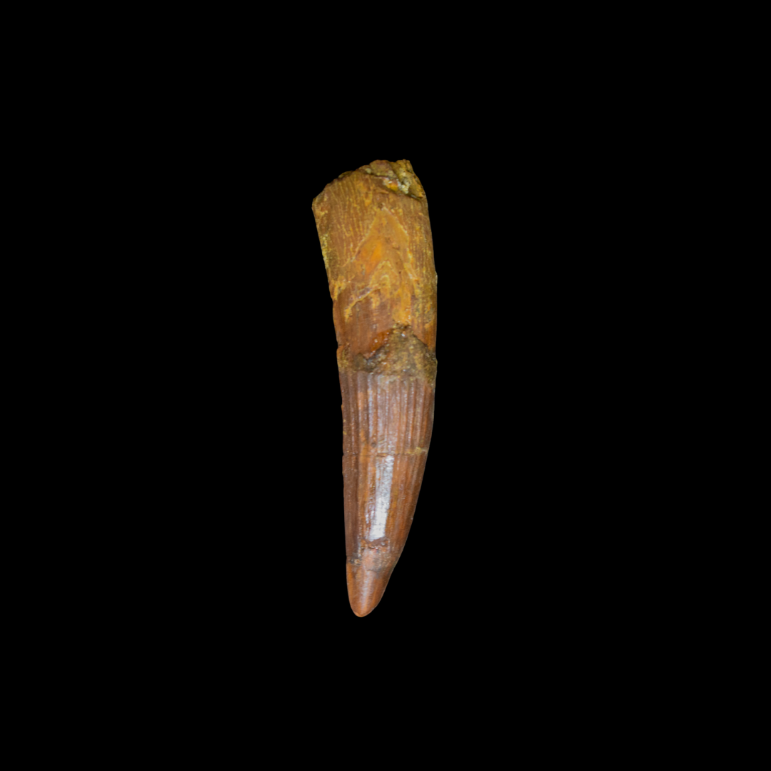 Diente de Spinosaurus 17