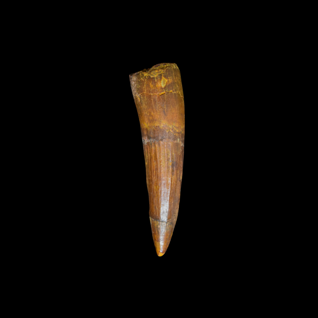 Diente de Spinosaurus 35