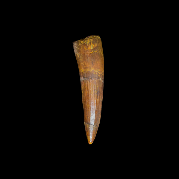 Diente de Spinosaurus 35