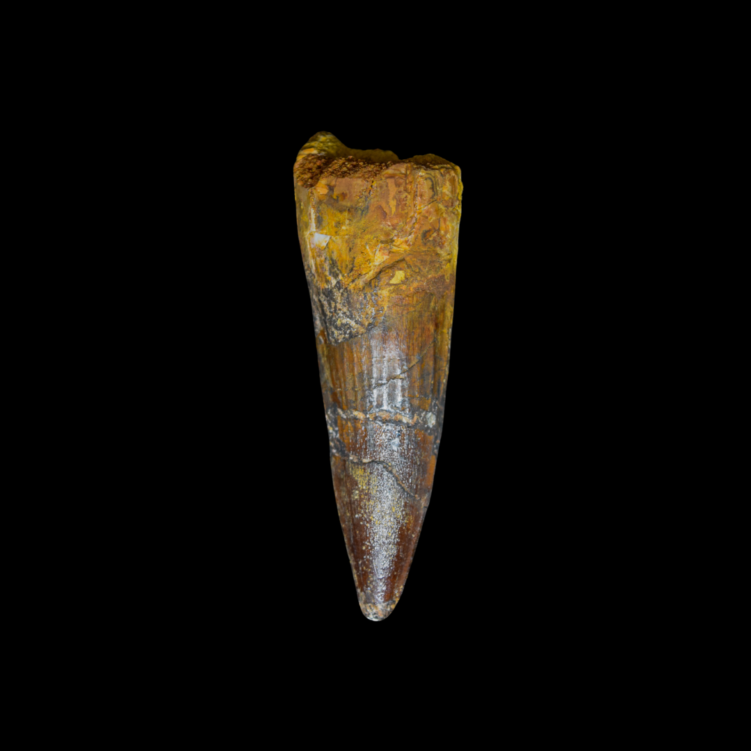Diente de Spinosaurus 18