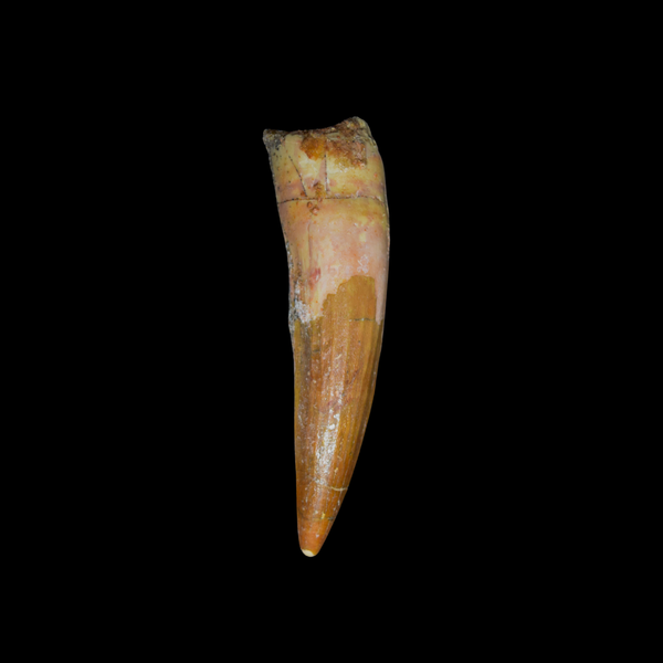 Diente de Spinosaurus 36
