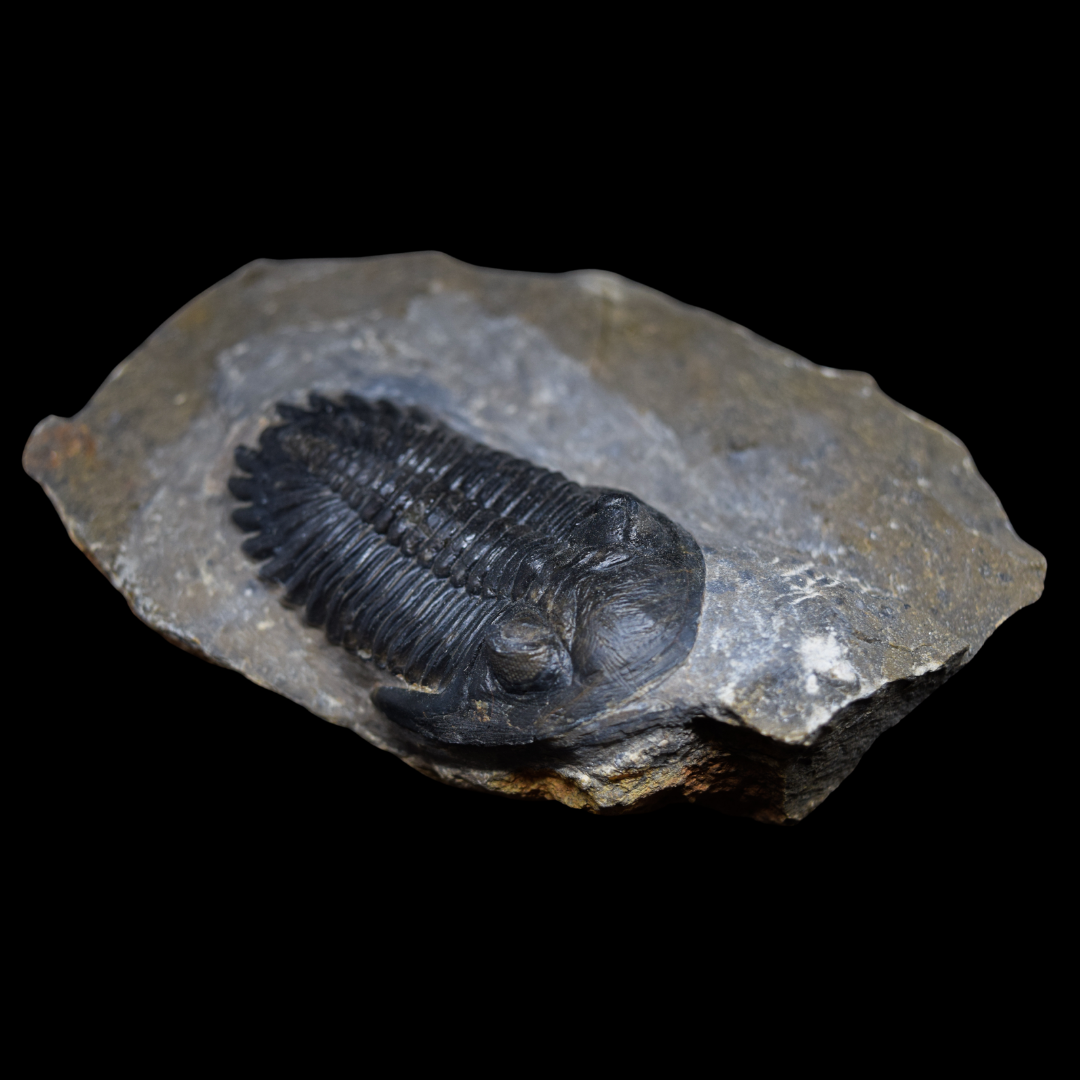 Trilobite Hollardops