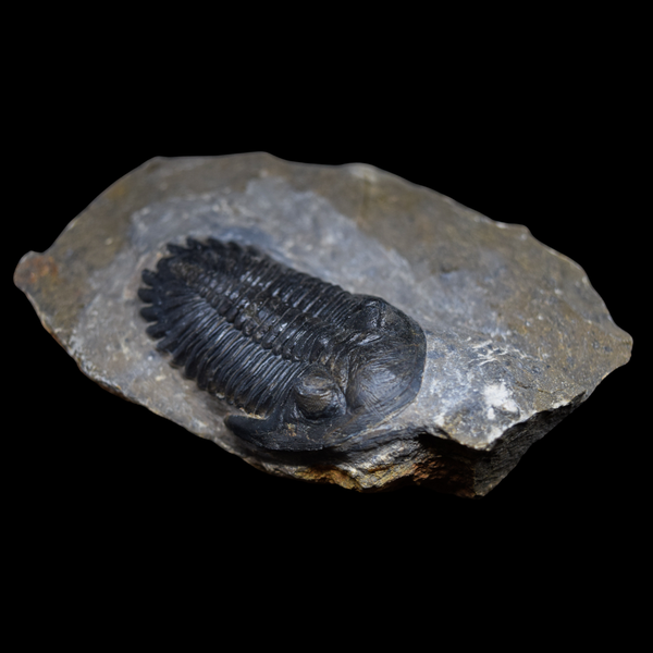 Trilobite Hollardops