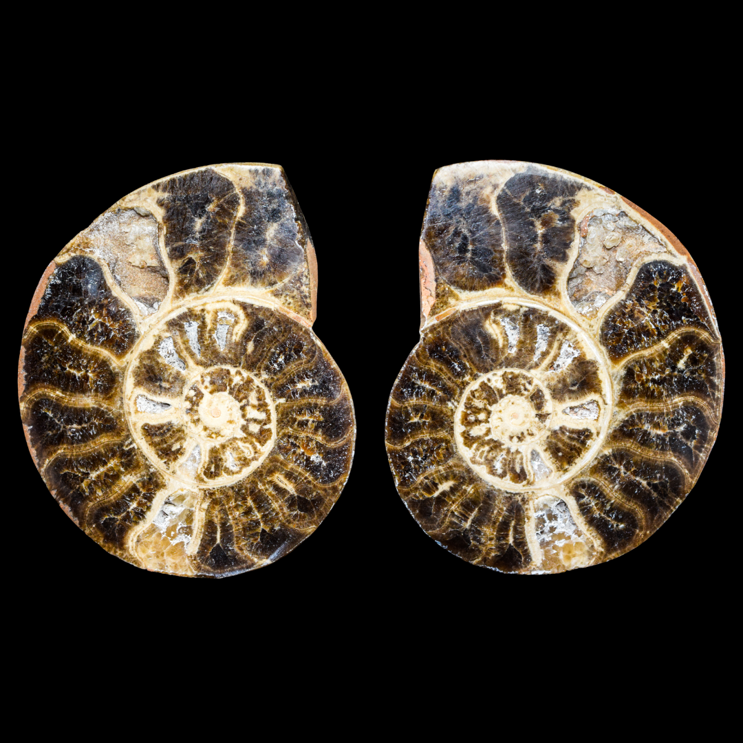 Ammonite Pulido 25