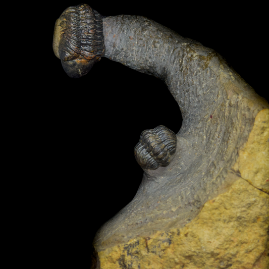 Trilobites Phacops