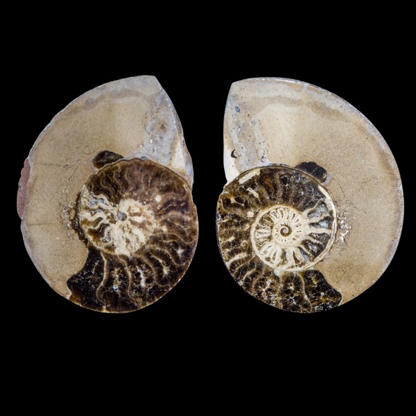 Ammonite Pulido 16