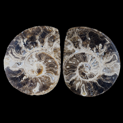 Ammonite Pulido 01