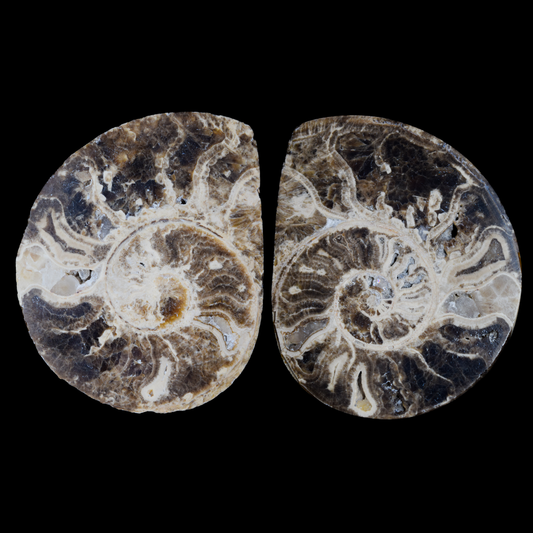 Ammonite Pulido