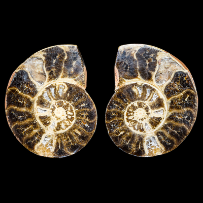 Ammonite Pulido 25