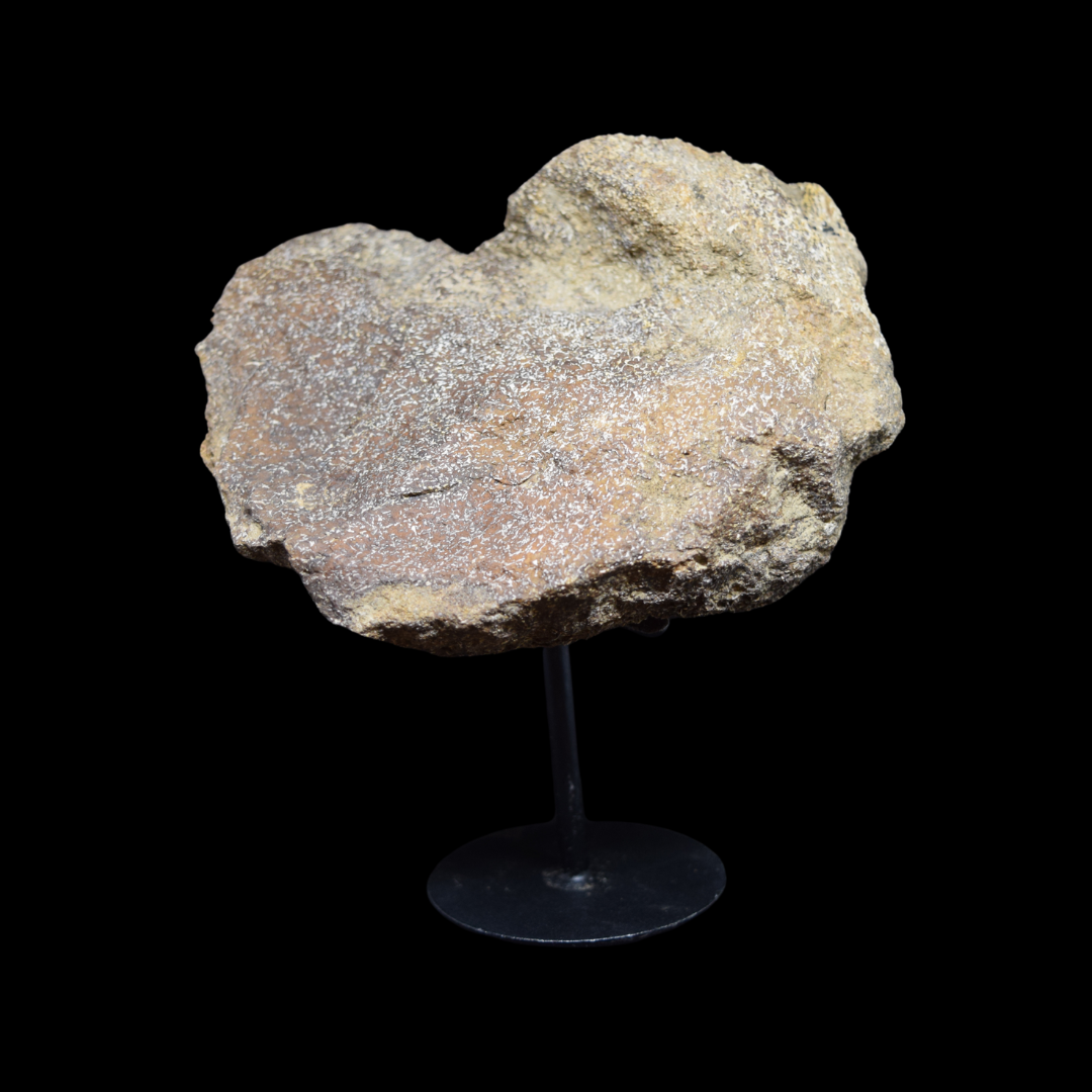 Fragmento de hueso (extremidad) de Edmontosaurus