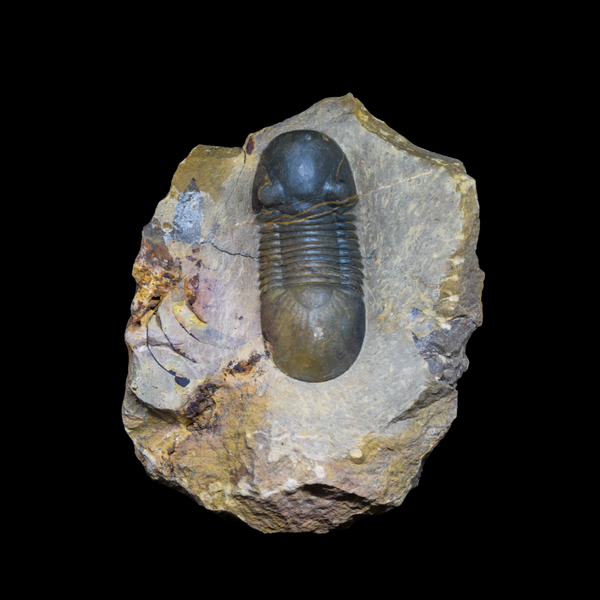 Trilobite Paralejurus