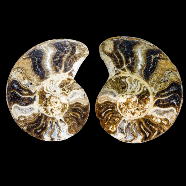 Ammonite Pulido 22
