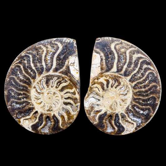 Ammonite Pulido 09