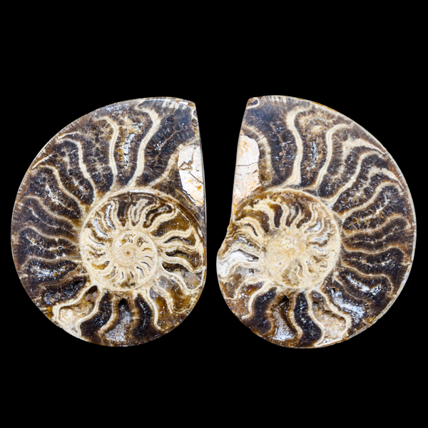 Ammonite Pulido 09