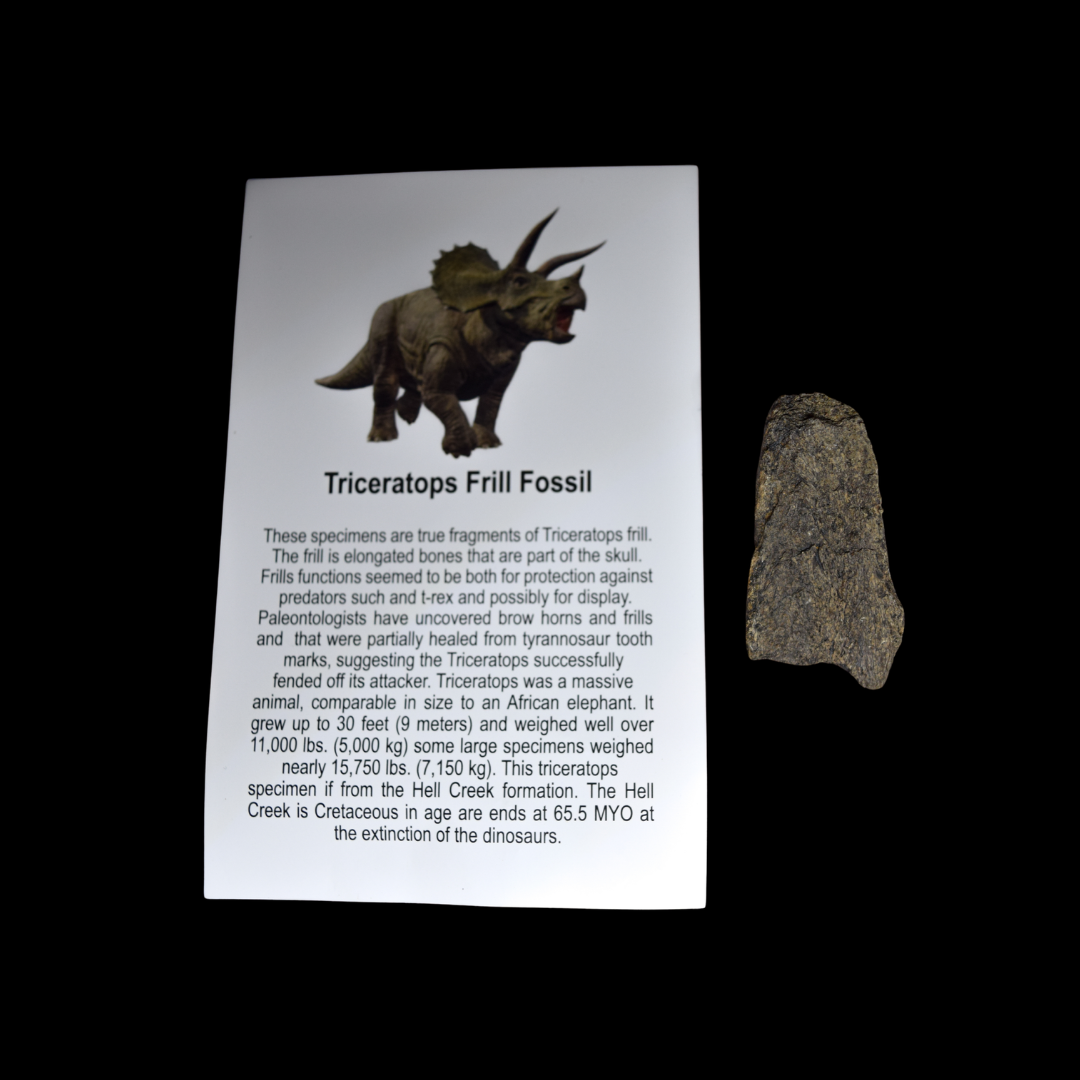 Fragmento de Volante de Triceratops