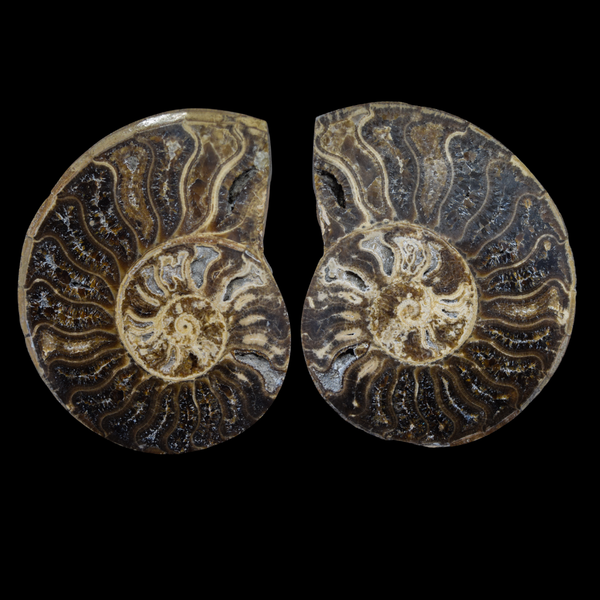 Ammonite Pulido 02