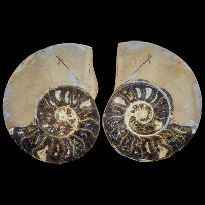 Ammonite Pulido 07