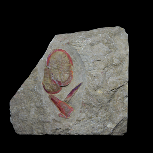 Trilobite Asaphellus