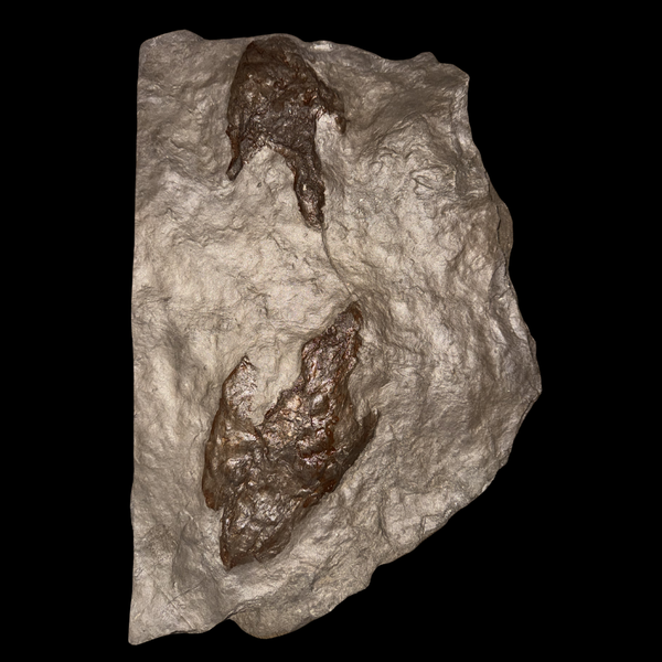 Huellas de Dinosaurio (Icnofósil)