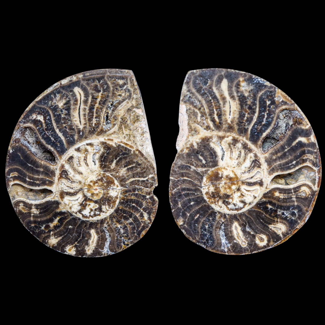 Ammonite Pulido 11