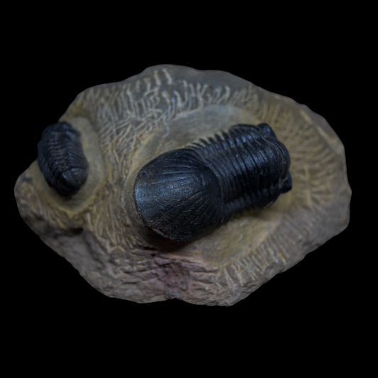 Paralejurus y Phacops