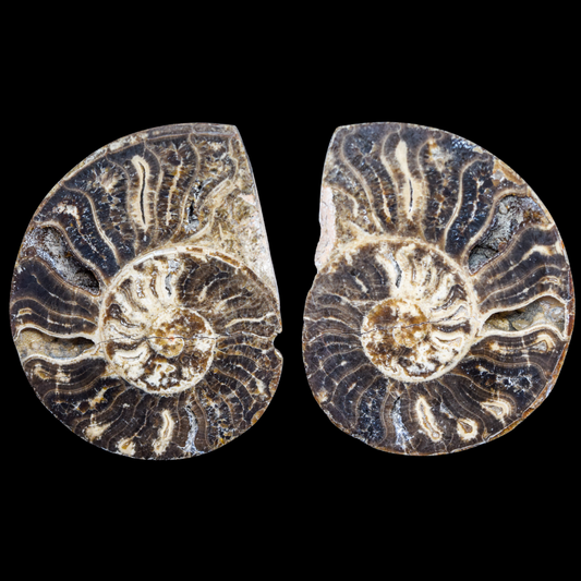 Ammonite Pulido 11