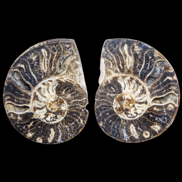 Ammonite Pulido 11