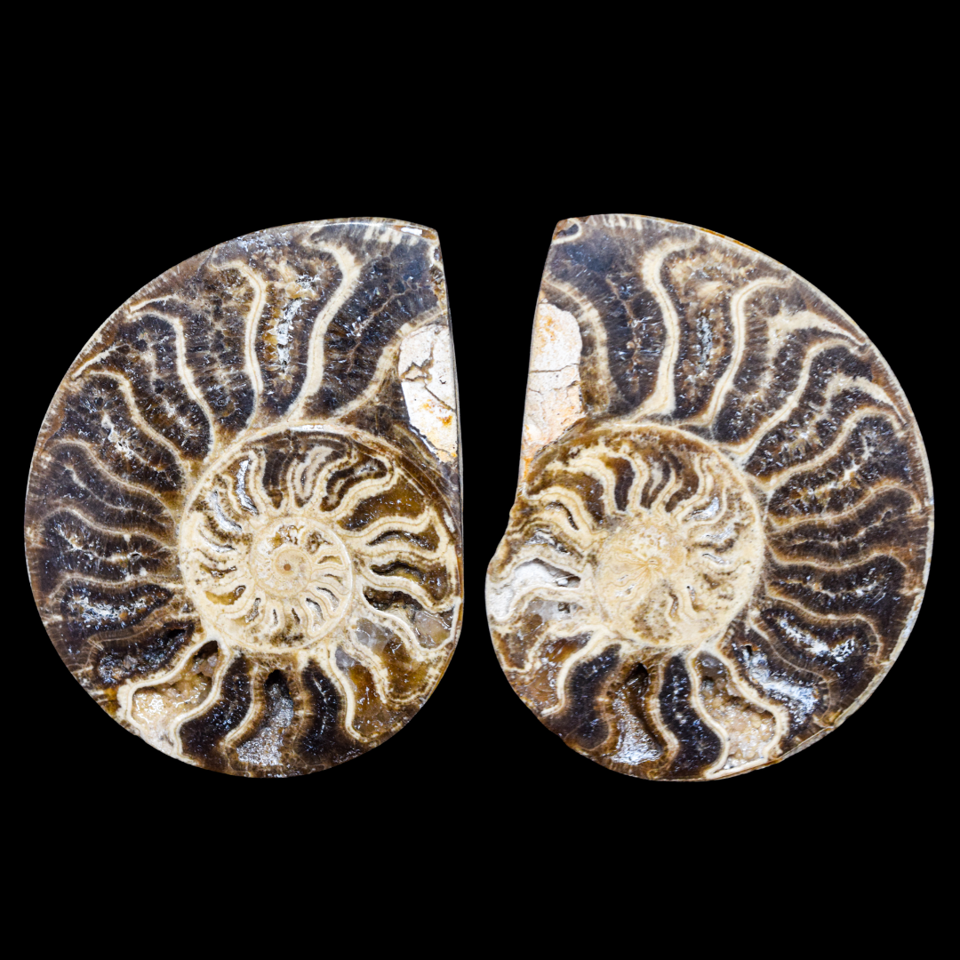 Ammonite Pulido 09