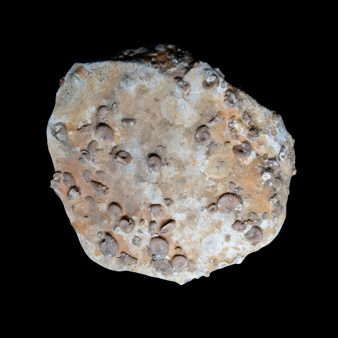 Placa de mortandad masiva de ammonites