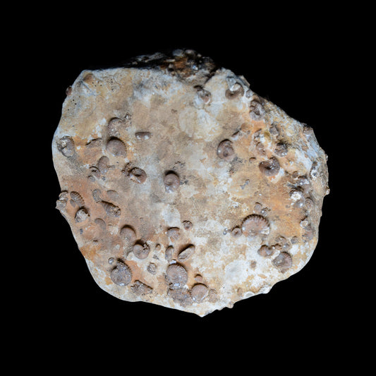 Placa de mortandad masiva de ammonites