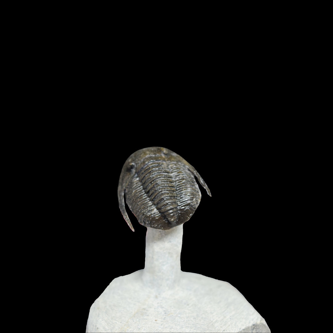 Trilobite Cornuproetus "Volando"