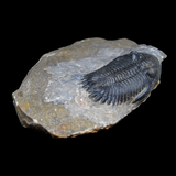 Trilobite Hollardops