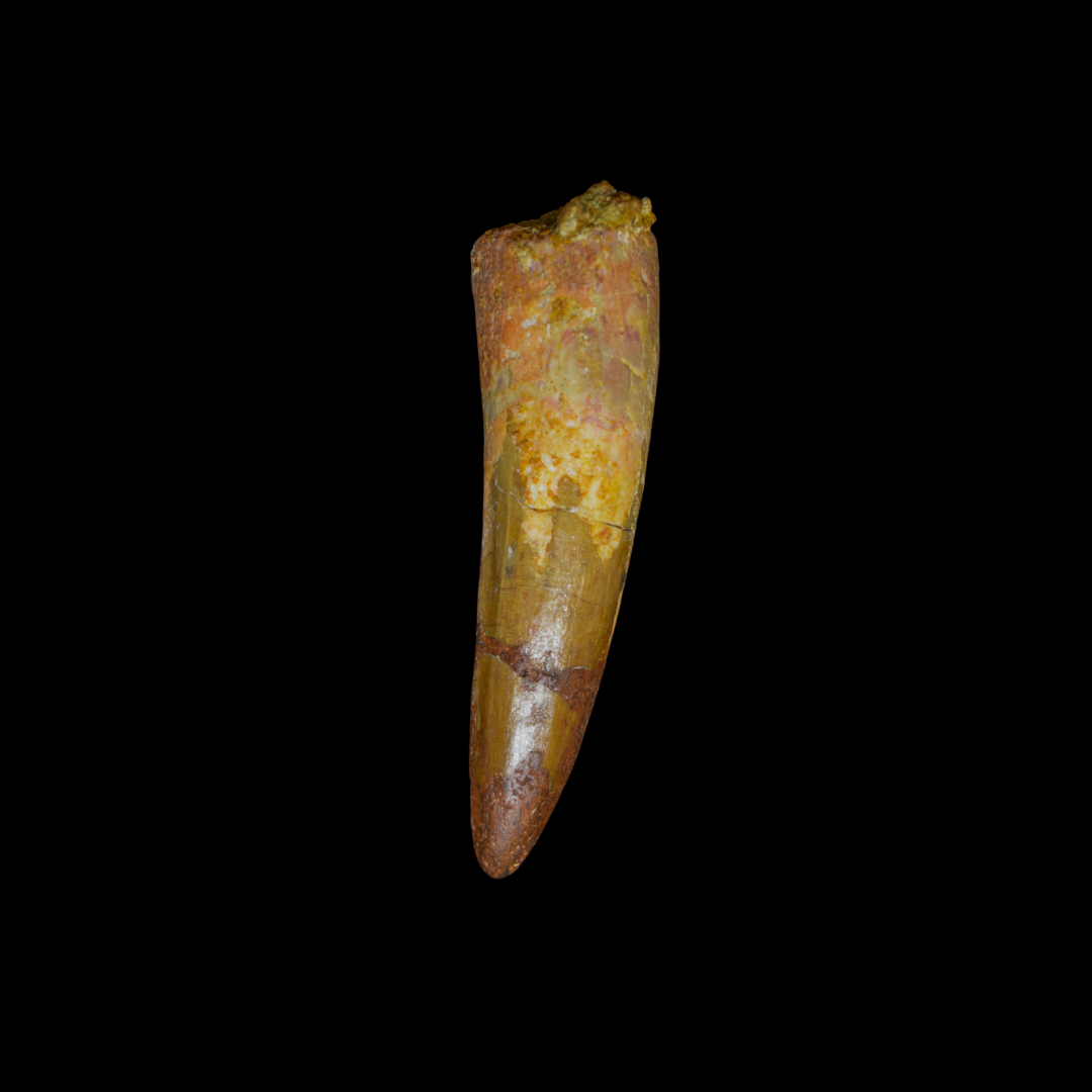 Diente de Spinosaurus 38