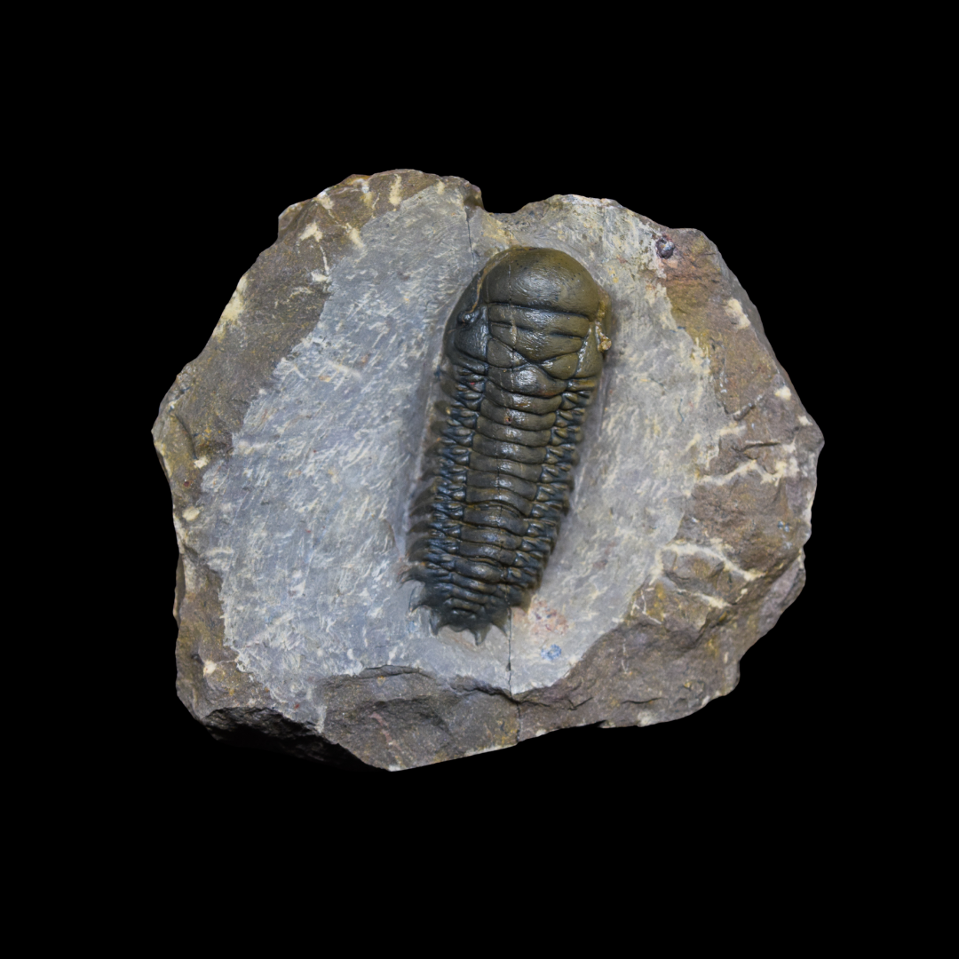 Trilobite Crotalocephalus