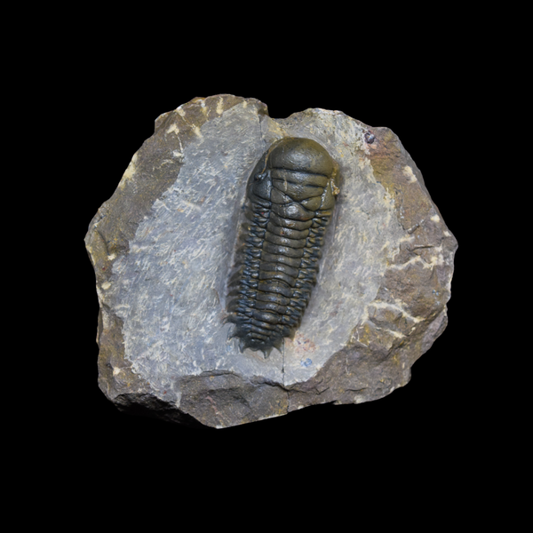 Trilobite Crotalocephalus