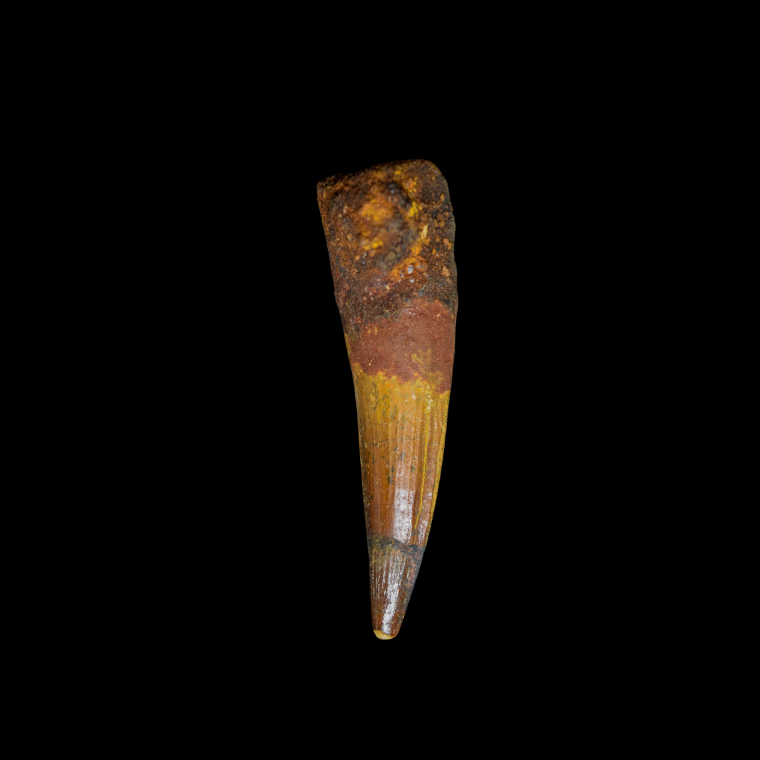 Diente de Spinosaurus 39