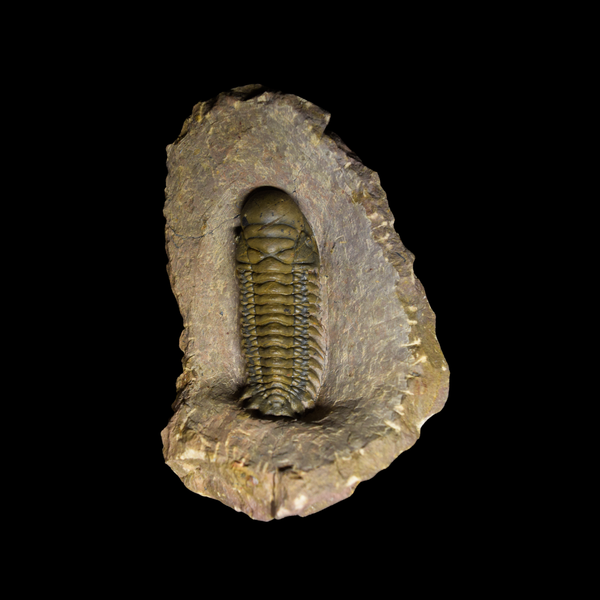 Trilobite Crotalocephalus