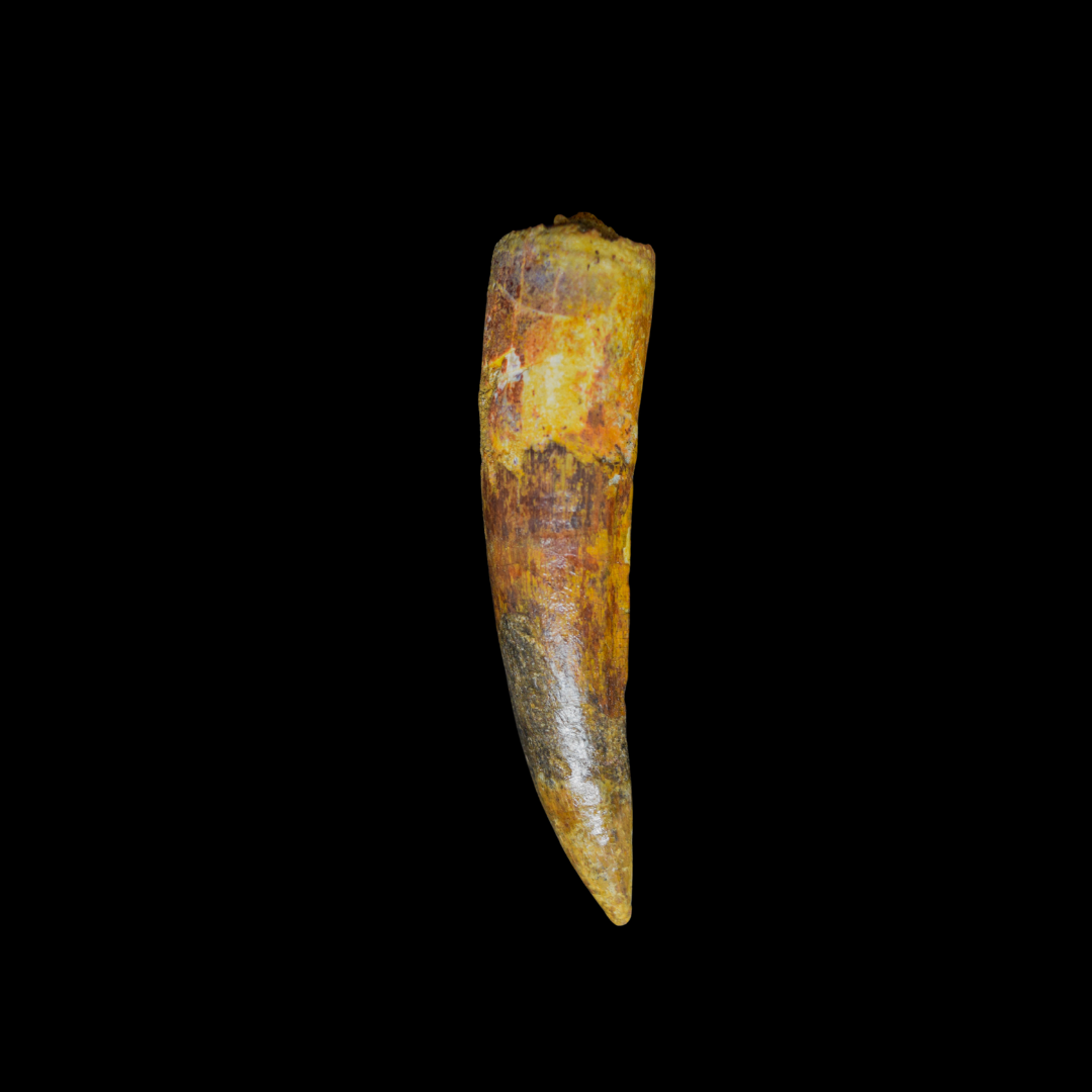 Diente de Spinosaurus 40