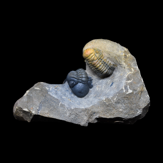 Trilobites Phacops y Crotalocephalus