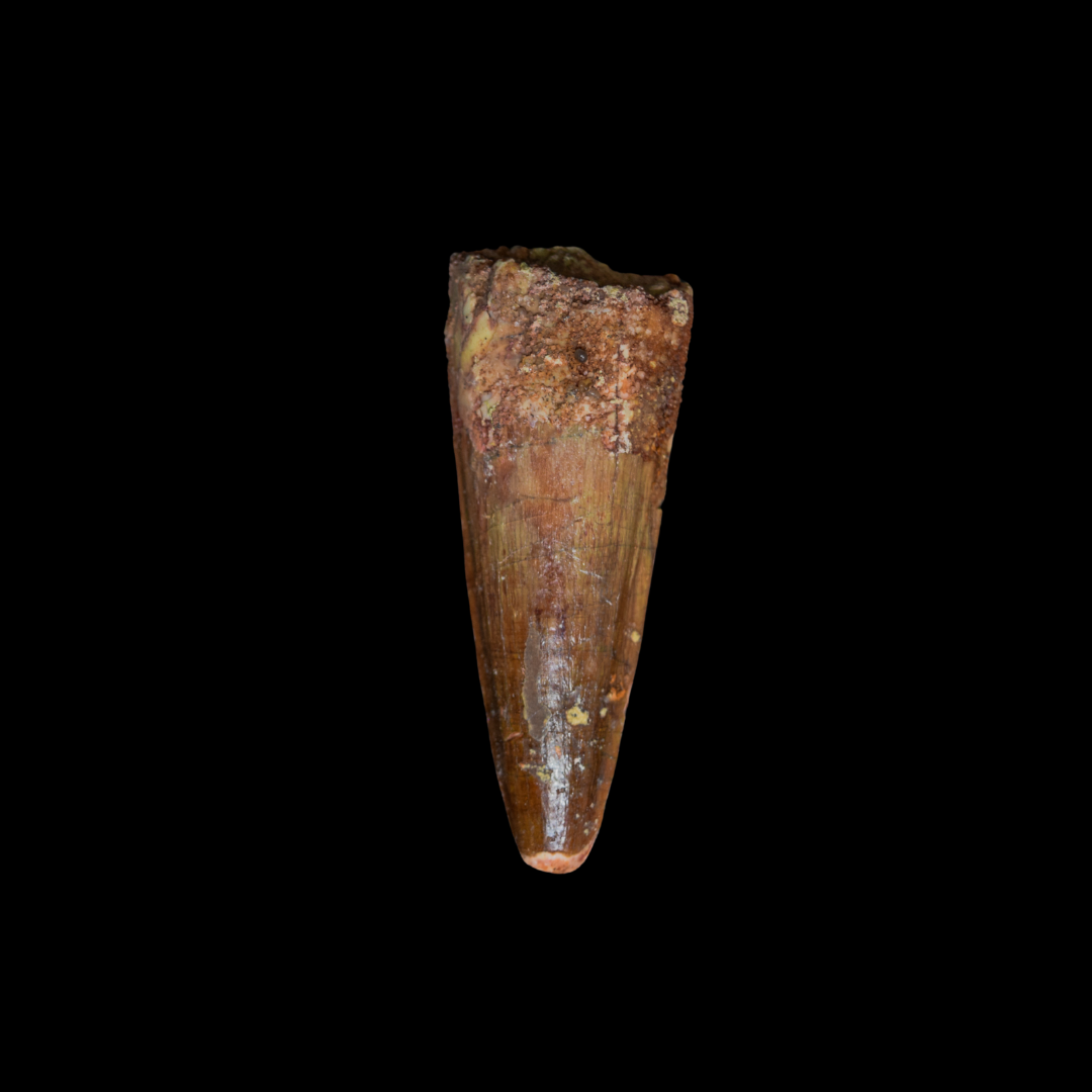 Diente de Spinosaurus 41