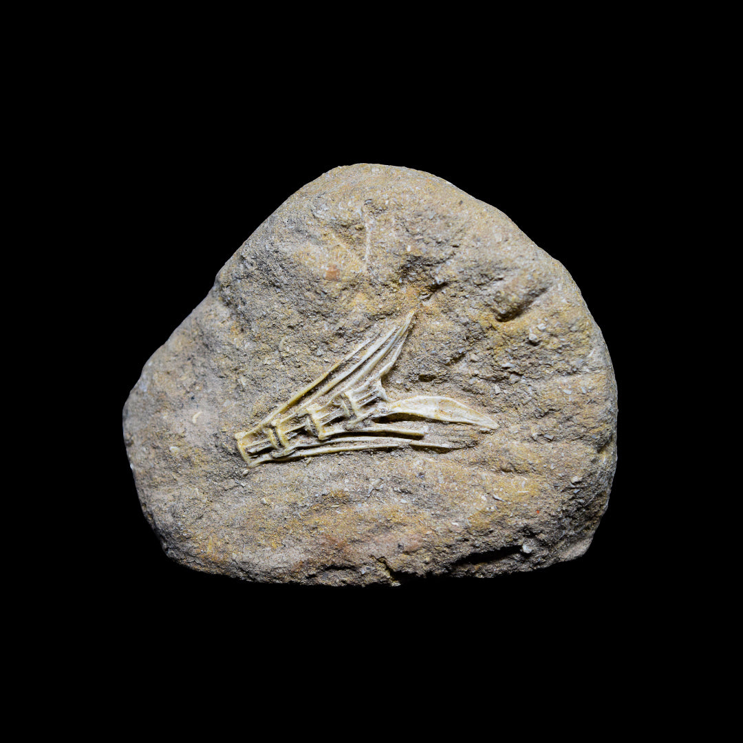 Vertebras de Enchodus en matriz