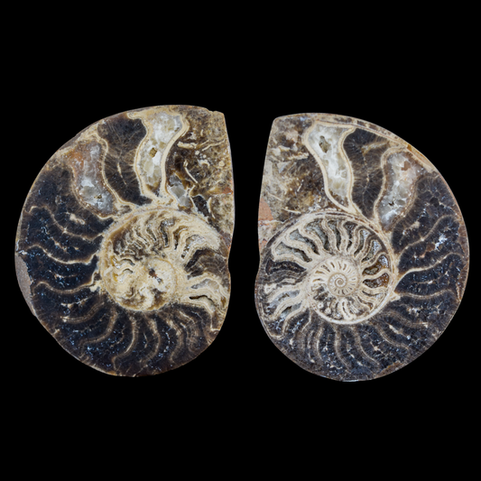 Ammonite Pulido 17