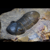Trilobite Paralejurus