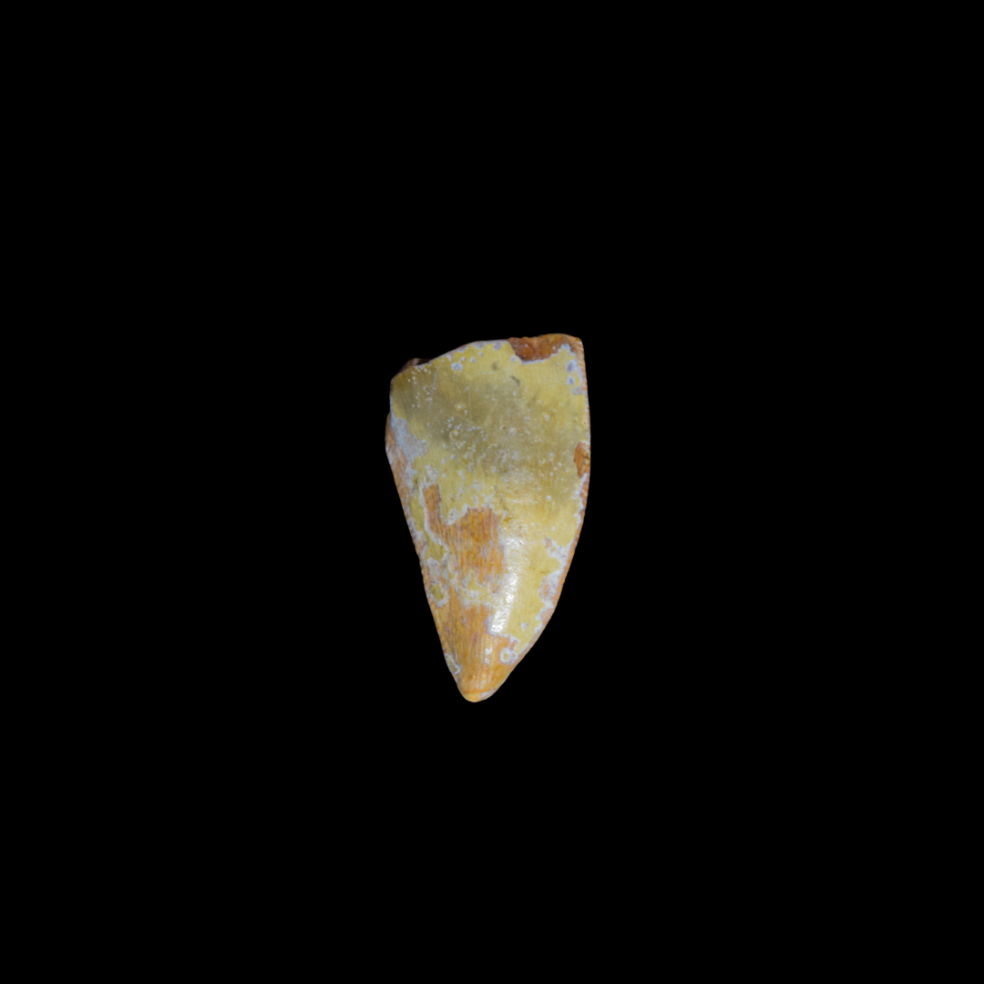 Diente de Majungasaurus 02