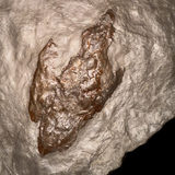 Huellas de Dinosaurio (Icnofósil)