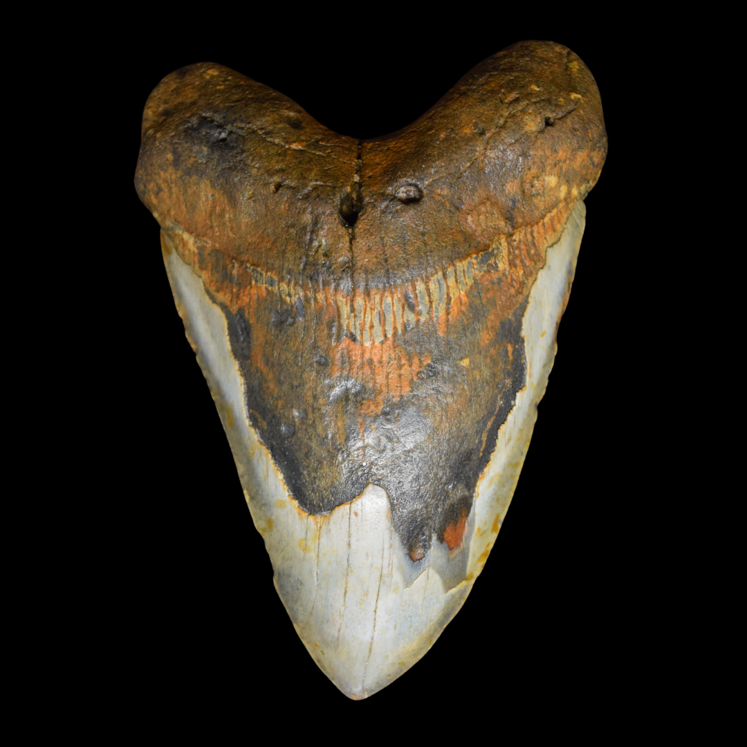 Diente de Megalodon XL